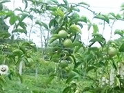 Cao Bằng: Đa dạng hóa sản phẩm từ quả chanh leo